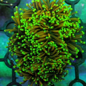 Euphyllia Glabrescens