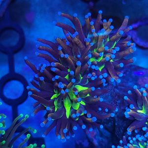 Euphyllia Glabrescens