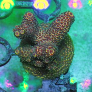 Aussie Acropora