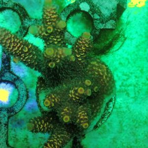 Aussie Acropora