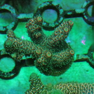 Aussie Acropora