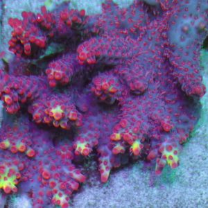 Aussie Acropora