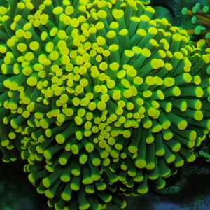 Euphyllia Glabrescens