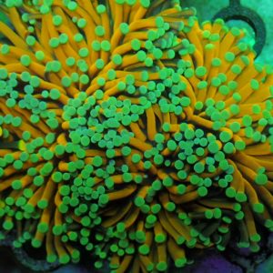 Euphyllia Glabrescens