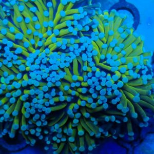 Euphyllia Glabrescens