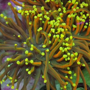 Euphyllia Glabrescens