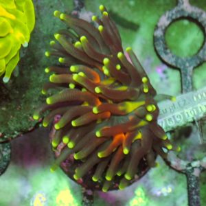 Euphyllia Glabrescens