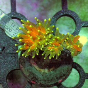 Euphyllia Glabrescens