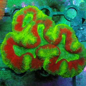 Symphyllia Valenciennesi