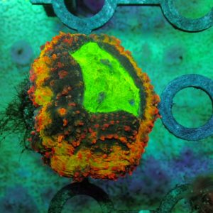 Symphyllia Valenciennesi