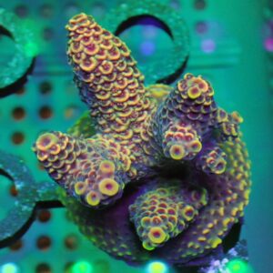 Aussie Acropora - wysiwyg