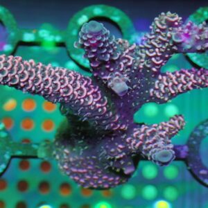 Aussie Acropora - wysiwyg