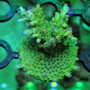 Aussie Acropora - wysiwyg