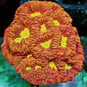 Aussie Favia - wysiwyg