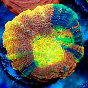 Scolymia Australis - wysiwyg