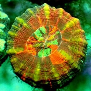 Scolymia Australis - wysiwyg