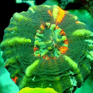 Scolymia Australis - wysiwyg