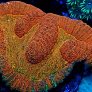 Symphyllia SP - wysiwyg