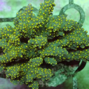 Indo Acropora