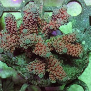 Indo Acropora