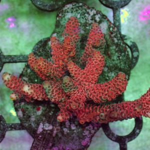 Indo Acropora