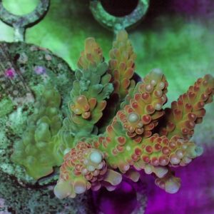 Indo Acropora
