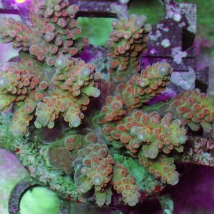 Indo Acropora