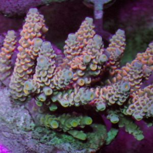 Indo Acropora