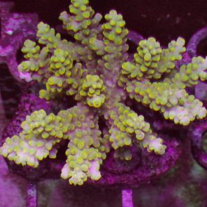 Indo Acropora