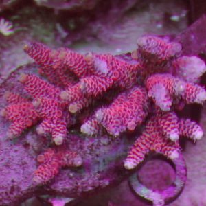 Indo Acropora