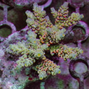 Indo Acropora