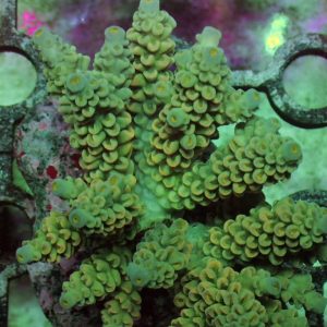 Indo Acropora