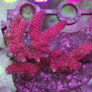 Indo Acropora