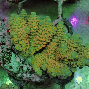 Indo Acropora