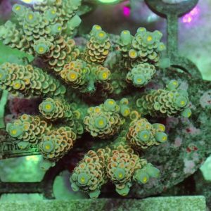Indo Acropora