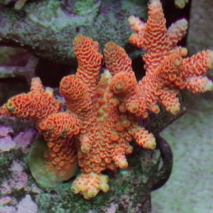 Indo Acropora
