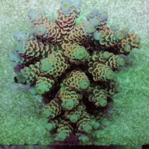 Indo Acropora