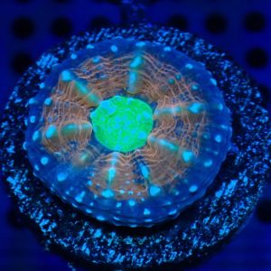 Lobophyllia Pachysepta