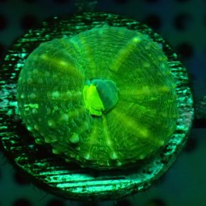 Lobophyllia Pachysepta