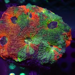 Acanthastrea Echinata