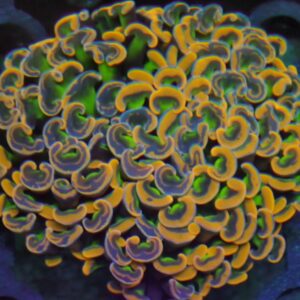 Euphyllia Paraancora