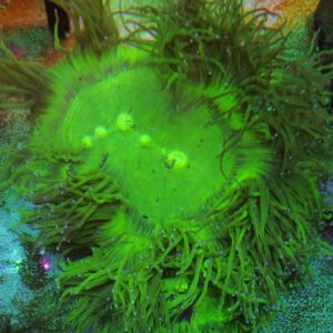 Catalaphyllia Jardinei