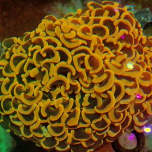 Euphyllia Ancora - wysiwyg