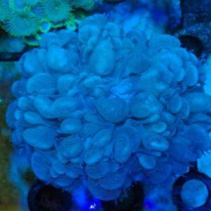 Aussie Plerogyra Sinuosa - wysiwyg