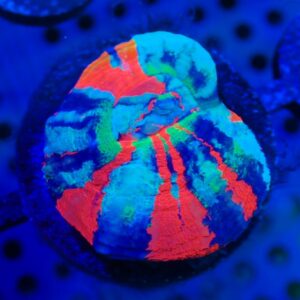 Scolymia Australis- wysiwyg