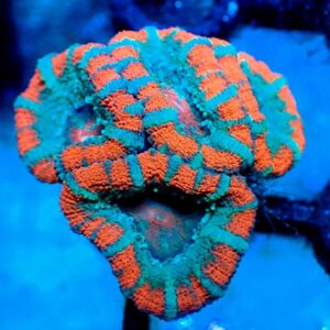 Acanthastrea Lordhowensis