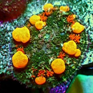 Rhodactis Bounce - wysiwyg