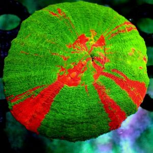 Scolymia Australis- wysiwyg