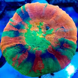 Scolymia Australis- wysiwyg