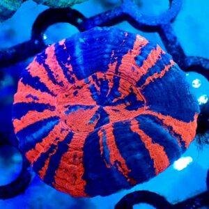 Scolymia Australis - wysiwyg